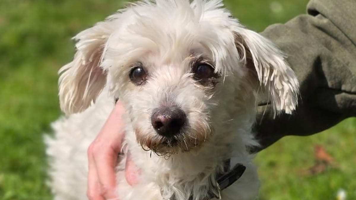 Hannover Tierheim: Hunde-Opa Lucky braucht Zuwendung