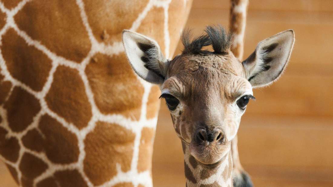 Giraffen-Nachwuchs im Opel-Zoo