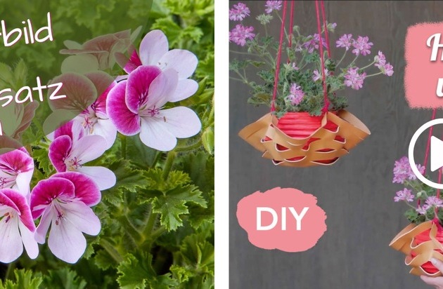 Mit Bewegtbild den Geranienabsatz steigern: Pelargonium for Europe bietet kostenlose ...