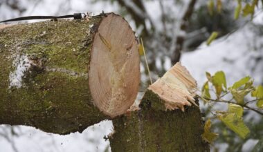 Bäume in Mittelriede und Leisewitzstraße werden gefällt