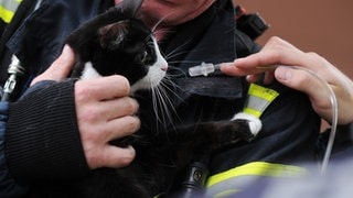 Die Feuerwehr rettet Katze und Hund aus einem brennendem Haus im Kreis Kaiserslautern. Feuerwehrmann mit Katze.
