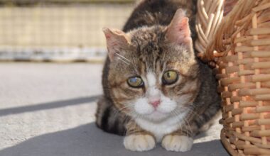 Blind, taub, zerzaust – wer nimmt Straßenkater Nolo auf?