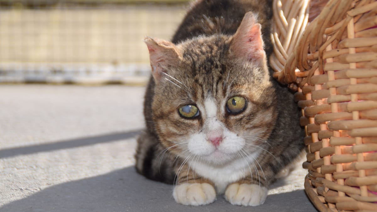 Blind, taub, zerzaust – wer nimmt Straßenkater Nolo auf?