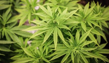 Die Staatsanwaltschaft Saarbrücken hat die Überprüfung der Strafvollstreckungsverfahren infolge des Cannabisgesetzes inzwischen abgeschlossen. (Archivbild)
