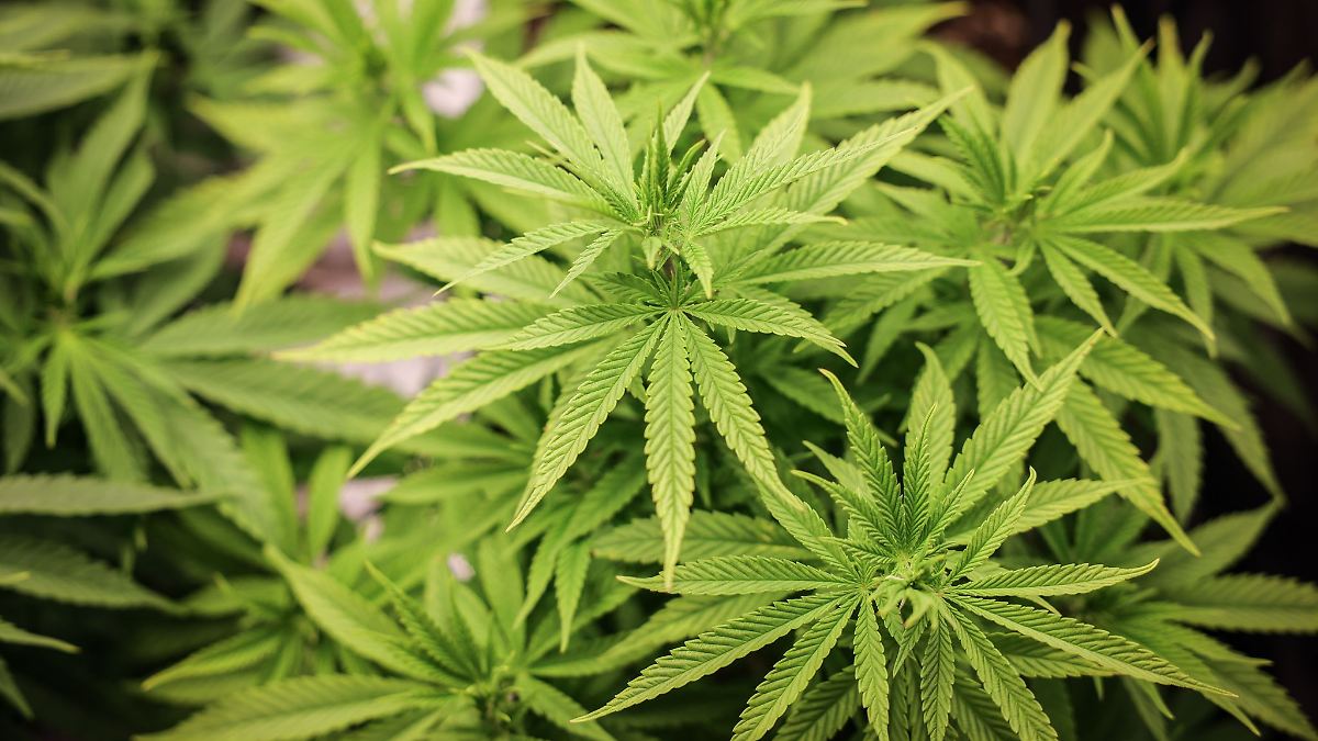 Die Staatsanwaltschaft Saarbrücken hat die Überprüfung der Strafvollstreckungsverfahren infolge des Cannabisgesetzes inzwischen abgeschlossen. (Archivbild)