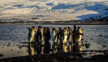 USA: Trump belegt Insel mit Zöllen, obwohl da nur Pinguine leben | Politik
