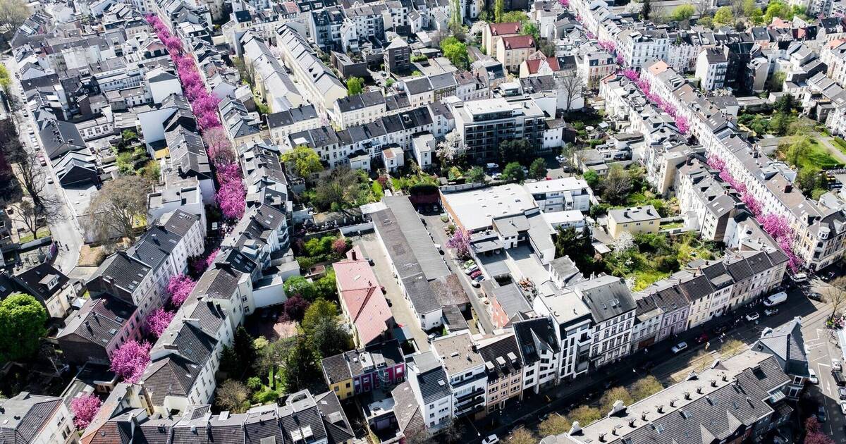 Blütezeit in Bonn: Stadt mit rosafarbenen Straßen - Klaro!