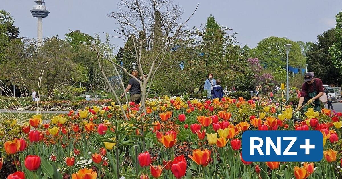Mannheim: Blütenpracht zum Osterfest im Luisenpark - Mannheim und Metropolregion Rhein-Neckar - Nachrichten und Aktuelles