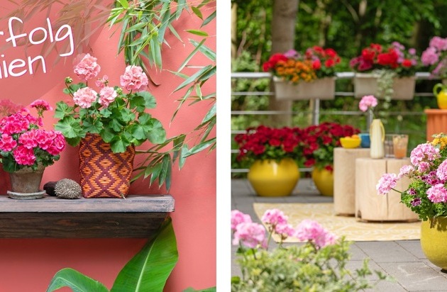 Verkaufserfolg mit Geranien: Mit der richtigen Warenpräsentation und kostenlosen ...