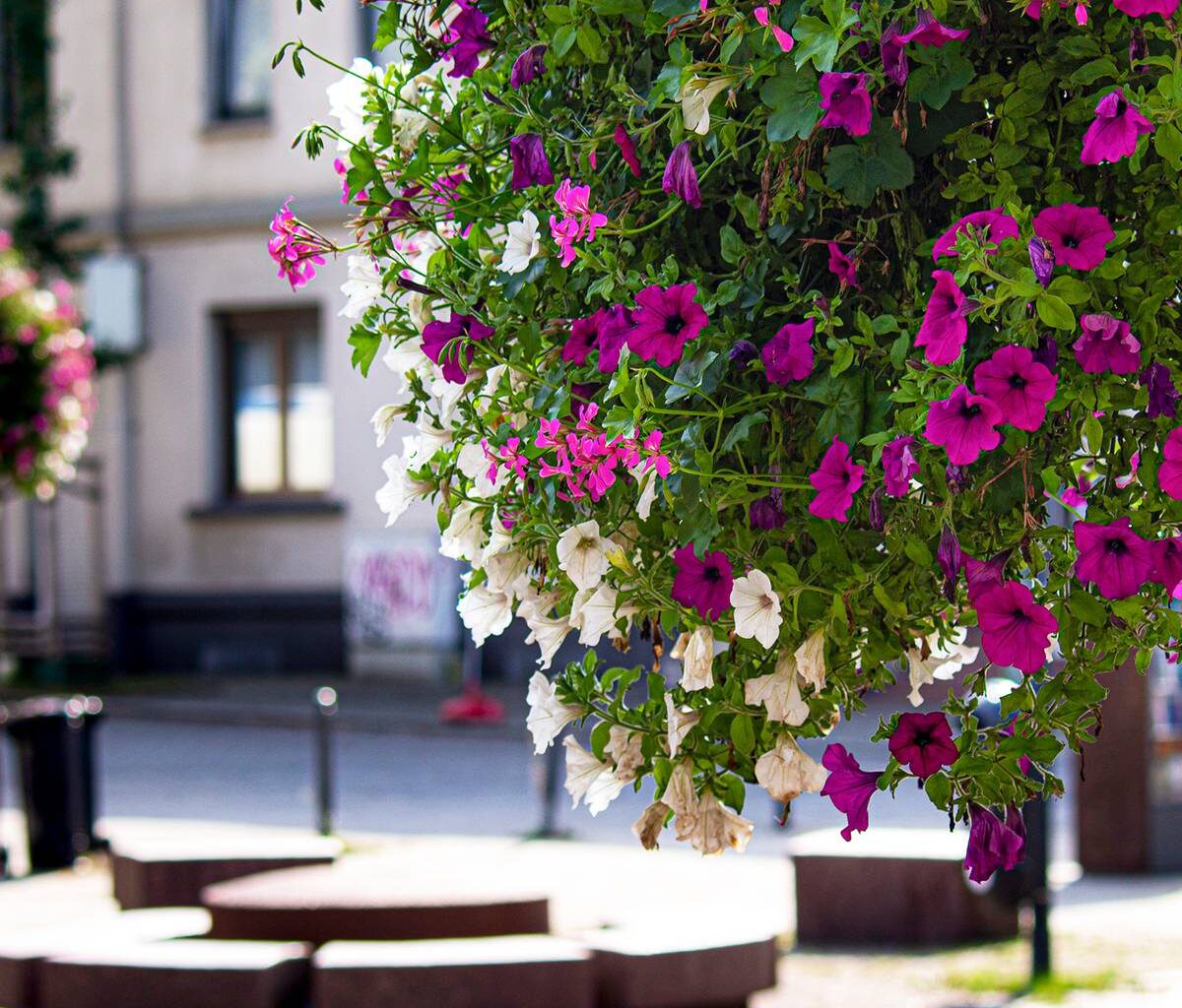 Innenstadt in Essen bekommt Blumenkübel und Blumenampeln