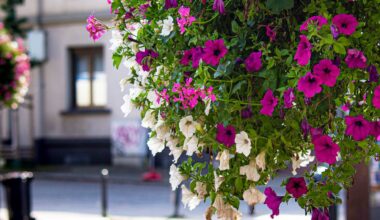 Innenstadt in Essen bekommt Blumenkübel und Blumenampeln