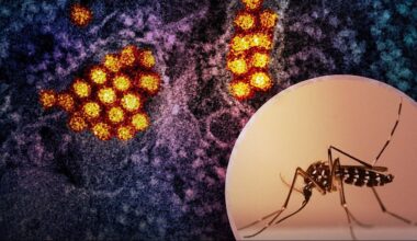 Aedes Mosquito and Dengue Virus Particles von NIAID, Zuschnitt KUBAKUNDE, CC BY 2.0