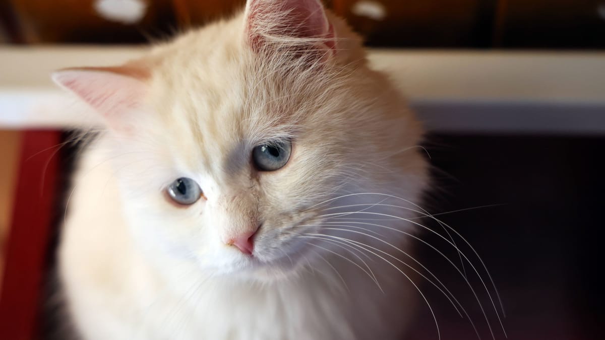 Brand in Haus – Feuerwehr rettet Katze