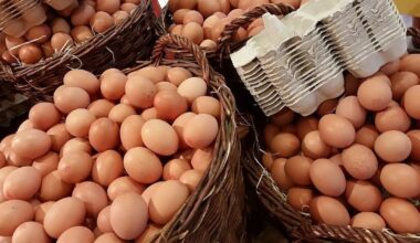 Ostereier in Bielefeld knapp: Engpässe bei Bio-Eiern vor den Feiertagen