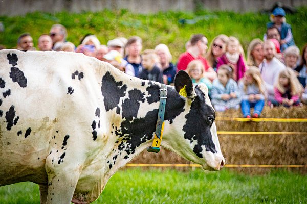 Weideaustrieb auf Gut Wilhelmsdorf Bielefeld Kühe - © Mike-Dennis Müller