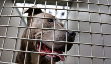 Kind bei Hannover von Kampfhund verletzt | Niedersachsen