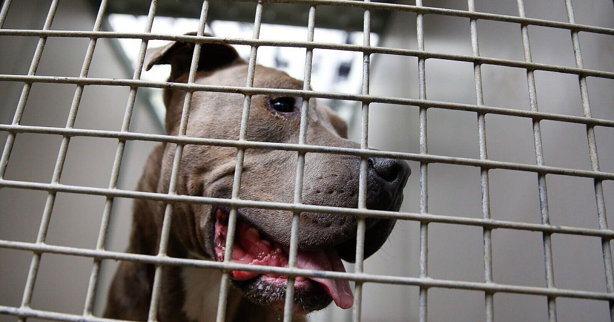 Kind bei Hannover von Kampfhund verletzt | Niedersachsen