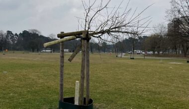 Chaoten sägen seltenen Baum in neuem Bielefelder Vorzeigepark ab