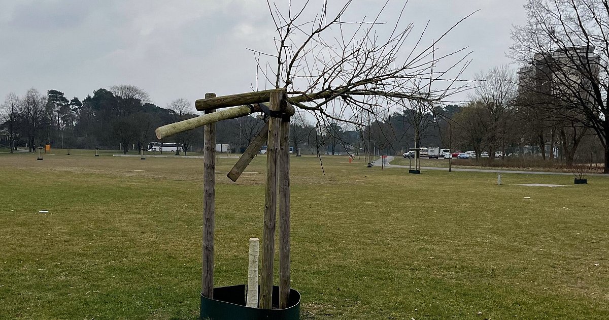 Chaoten sägen seltenen Baum in neuem Bielefelder Vorzeigepark ab