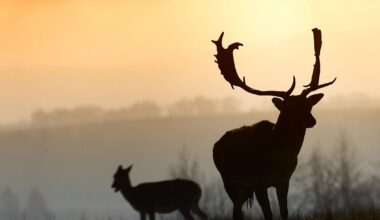 Entlaufene Hirsche aus Bonn sind noch nicht zurückgekehrt | NRW