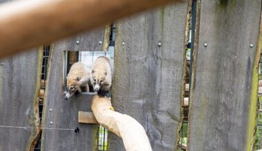 Schüchterne Weißrüsselnasenbären lassen Besucher warten | NRW