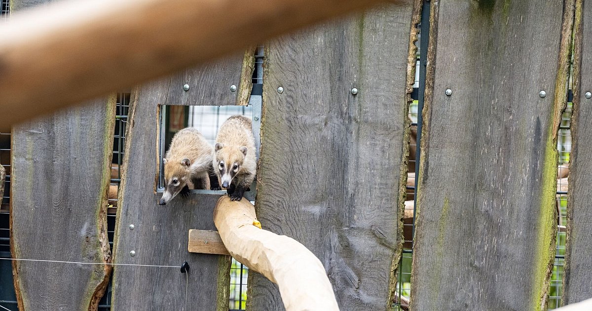 Schüchterne Weißrüsselnasenbären lassen Besucher warten | NRW