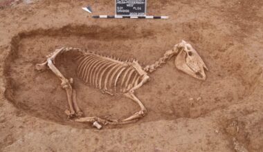 Archäologische Sensation in Stuttgart: Hundert römische Pferdeskelette entdeckt