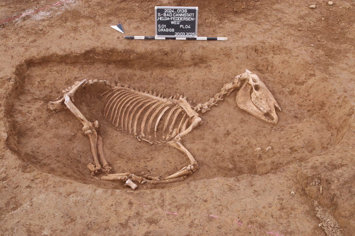 Archäologische Sensation in Stuttgart: Hundert römische Pferdeskelette entdeckt