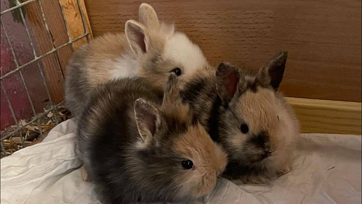 So sahen die drei verwaisten Baby-Kaninchen kurz nach ihrer Rettung vor knapp einem Monat aus. Klein, wuschig und verschüchtert. - © Tierheim Vlotho