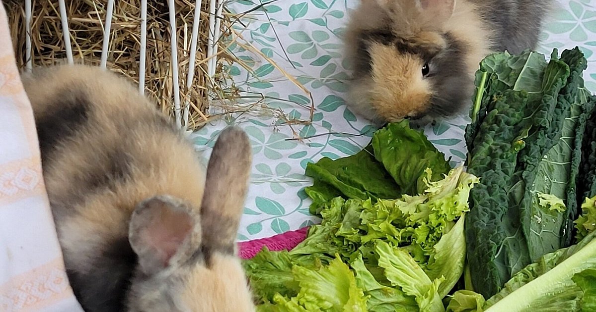 Baby-Kaninchen in Herford gefunden: So geht es dem süßen Trio heute | Nachrichten aus Ostwestfalen-Lippe
