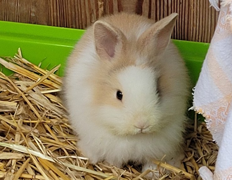 Der kleinen Percy, dem dritten Kaninchen im Bunde, geht es sichtlich gut. Die Mitarbeiter des Tierheims haben das Kaninchen in den vergangenen Wochen aufgepäppelt. - © Tierheim Vlotho