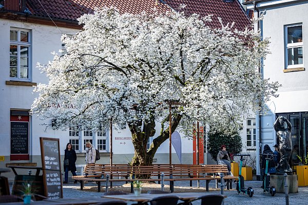 Der BUND lädt zu einem Baumrundgang ein. Ob dieser hier dabei sein wird, müssen Teilnehmer selbst herausfinden. - © Sarah Jonek