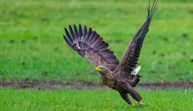 Junge Familie in Duisburg - Extrem selten: Seeadler-Paar bekommt drei Junge - Wissen