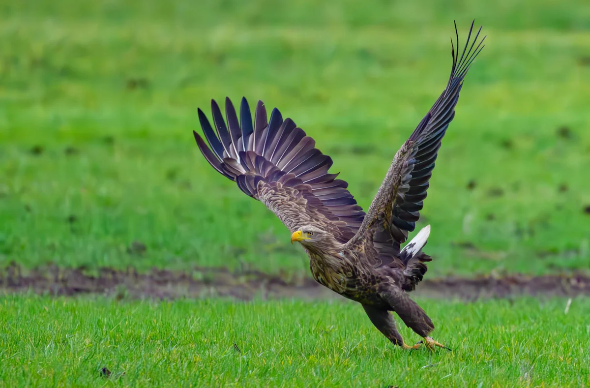 Junge Familie in Duisburg - Extrem selten: Seeadler-Paar bekommt drei Junge - Wissen