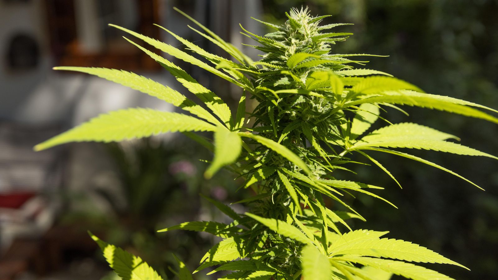 Cannabis, Heizung, Bürgergeld: Was wird aus den Ampel-Gesetzen?