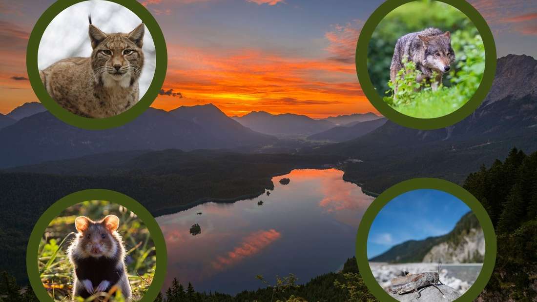 In Bayern treiben sich viele der seltensten Tiere Deutschlands herum. Die meisten gibt es im Alpenraum oder rund um den Bayerischen Wald, manche finden sich aber auch in Franken und Schwaben. Auf den nachfolgenden Bildern finden Sie eine Auswahl der seltensten Tiere, die Ihnen im Freistaat begegnen können.