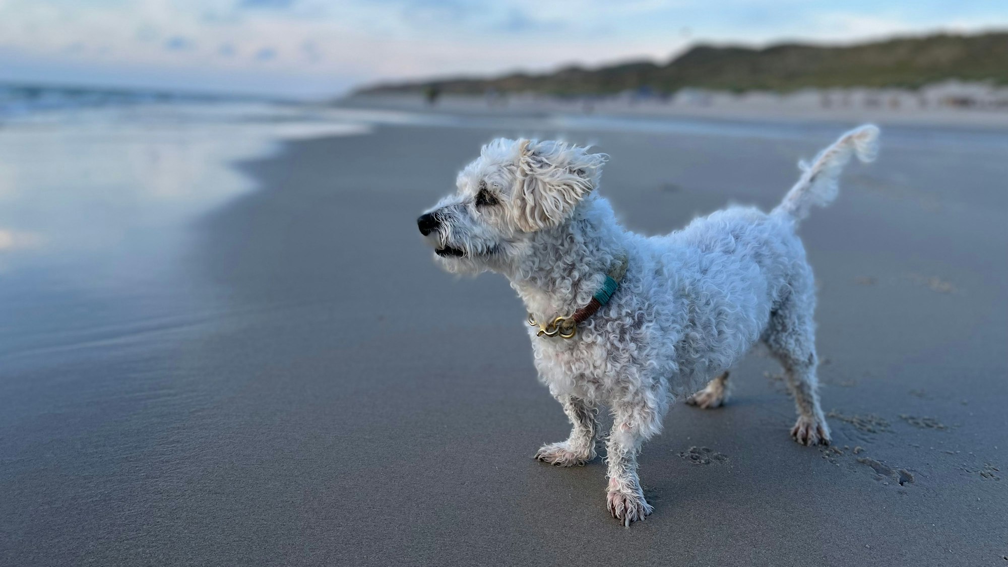 Wehmeyers Hund war das Vorbild für „Flocke“.
