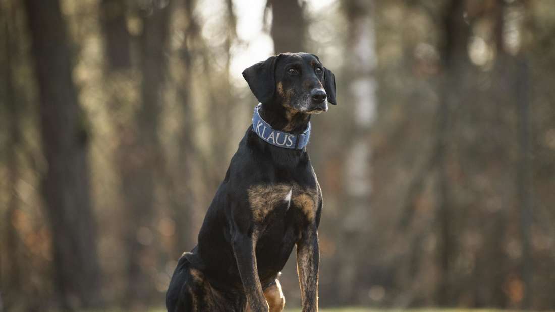 Bracke Mix