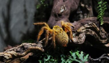 Zoo Halle zeigt Vogelspinnen aus Messiwohnung | Regional