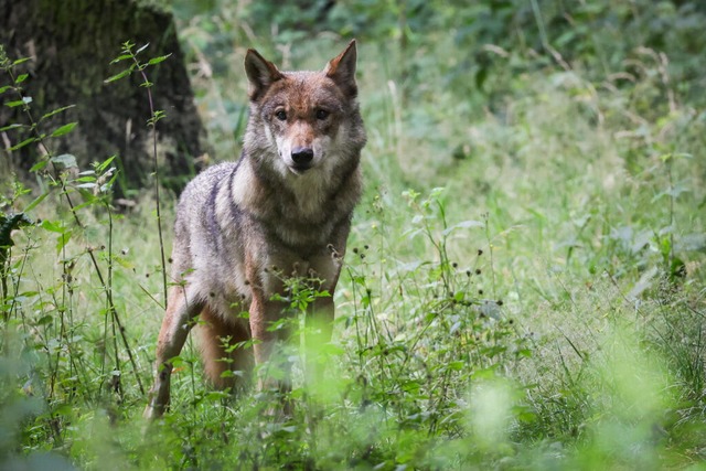 Bislang dürfen Wölfe nicht geschossen werden.  | Foto: Christian Charisius (dpa)