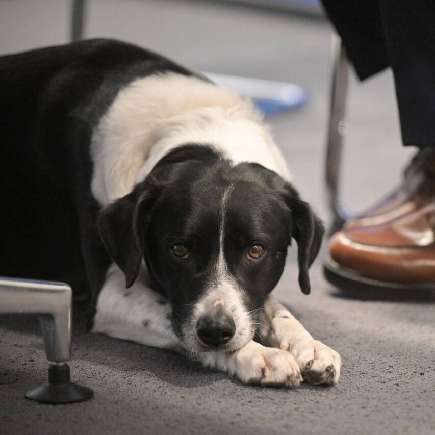 Nach Urteil in Düsseldorf: Das müssen Hundebesitzer jetzt wissen