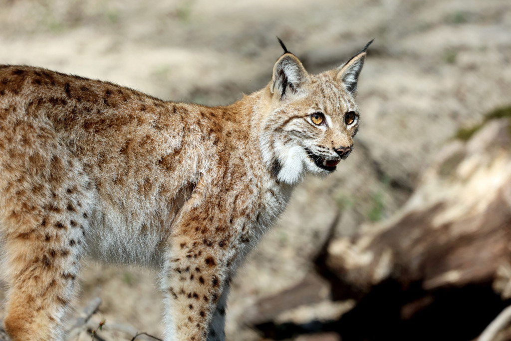 Die Luchszwillinge Max und Moritz ziehen in den Karlsruher Oberwald - Südwest
