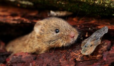 Rötelmäuse sind Hauptüberträger: Bayern meldet hohe Zahl an Hantavirus-Erkrankungen