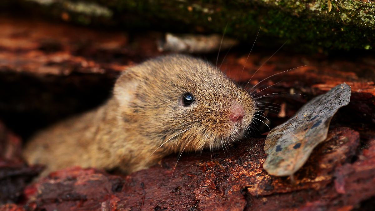 Rötelmäuse sind Hauptüberträger: Bayern meldet hohe Zahl an Hantavirus-Erkrankungen