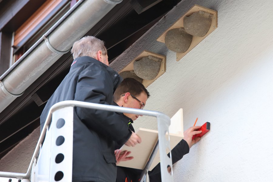 Wenn Schwalben am Haus brüten, geht das Glück nicht verloren