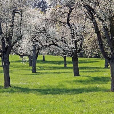 Eine Streuobstwiese mit blühenden Bäumen