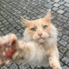 Miau: Kater Simba genießt hier Kultstatus - aber wem gehört er?