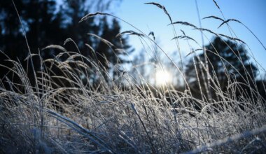 Wettervorhersage - Nächtlicher Frost in Berlin und Brandenburg erwartet - Panorama