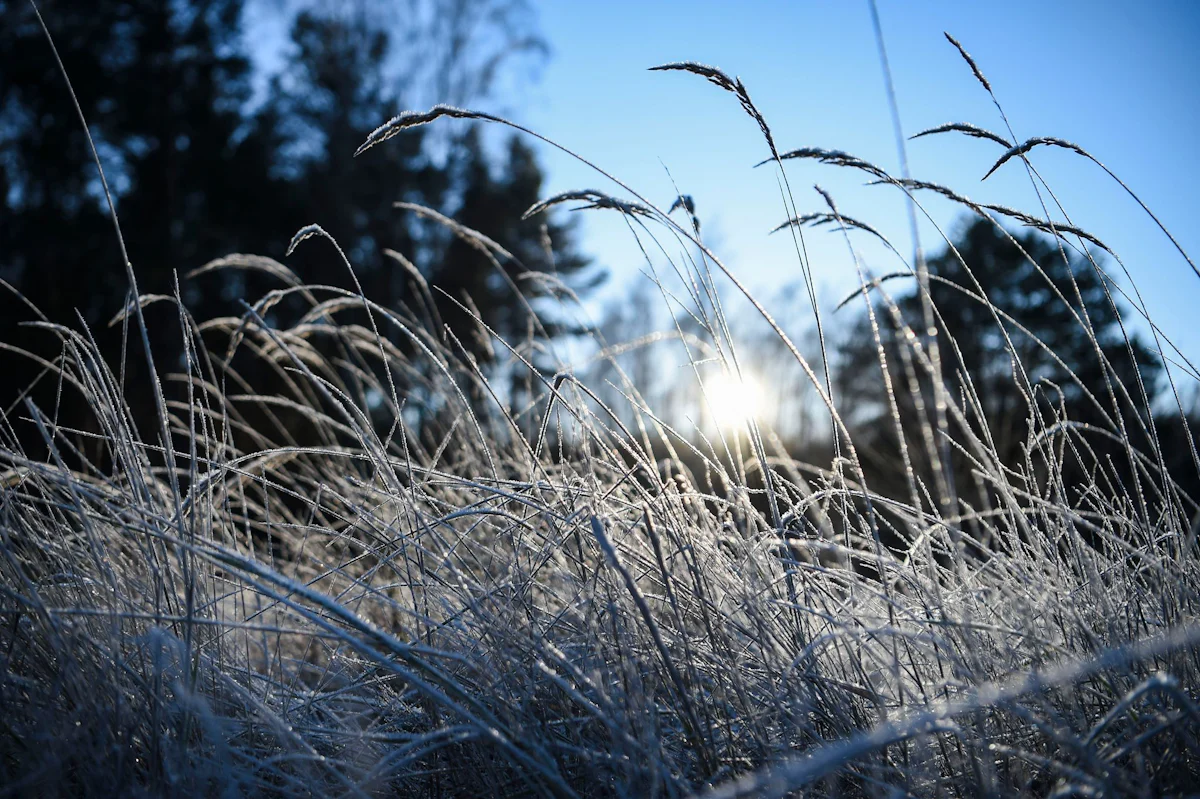 Wettervorhersage - Nächtlicher Frost in Berlin und Brandenburg erwartet - Panorama