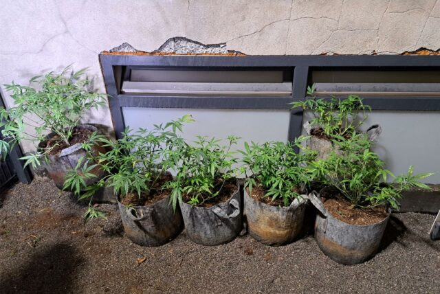 Symbolbild: Die Polizei Dortmund stellte in einer Wohnung im Dortmunder Westen mehrere Cannabis-Pflanzen sicher.